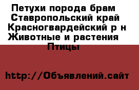 Петухи порода брам - Ставропольский край, Красногвардейский р-н Животные и растения » Птицы   